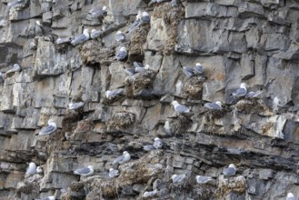 Group of kittiwakes (Rissa tridactyla) in a field wall, nesting sites, Mushamna, Spitsbergen,
