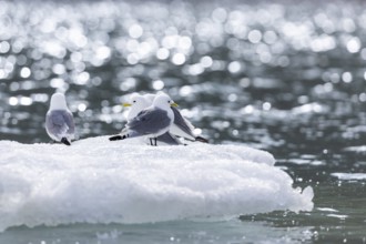Group of kittiwakes (Rissa tridactyla) sitting on drift ice, Recherchebreen, Spitsbergen, Svalbard