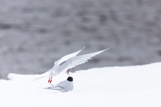 Arctic Arctic Tern (Sterna paradisaea), pair feeding, bridal gift, snow, Terns (Sterninae),