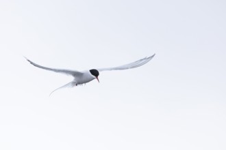 Arctic Arctic Tern (Sterna paradisaea) in a shaking flight to catch fish, Terns (Sterninae),
