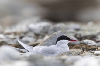 Arctic Arctic Tern (Sterna paradisaea) breeds in the gravel bed, Terns (Sterninae), Gravnesodden,
