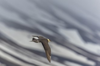 Long-tailed Skua (Stercorarius longicaudus) in flight, Aventdalen, Longyearbyen, Spitsbergen,