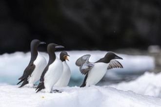 Thick-billed guillemot (Uria lomvia) on an ice floe, alcids (Alcidae), Alkefjellet, Spitsbergen,