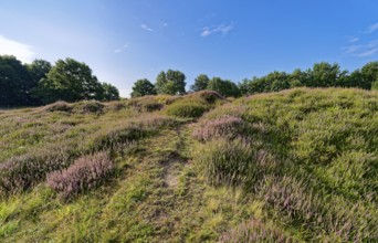 Ripple-crowned dune area in the Schleswig-Holstein municipality of Jörl. The nature reserve Düne am