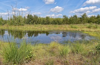 Water surface and marsh grass in Himmelmoor. Himmelmoor, the largest raised bog in