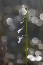 Water lobelia (Lobelia dortmanna), Emsland, Lower Saxony, Germany