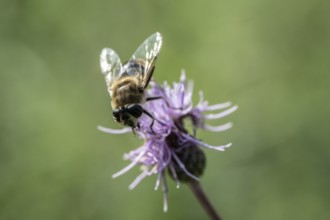 Golden hoverfly (Ferdinandea cuprea), Emsland, Lower Saxony, Germany