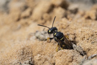 Digger wasp (Gorytes laticinctus), Emsland, Lower Saxony, Germany