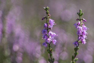 Heather (Calluna vulgaris), Emsland, Lower Saxony, Germany
