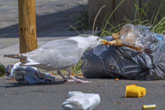 Bird nuisance by herring gull tearing up rubbish bag and feeding on trash, household refuse and