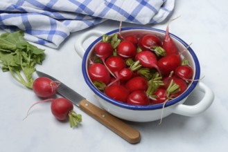 Radish in skin, in water, Raphanus sativus