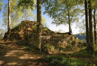 Ruin of Alter Lichtenstein near Lichtenstein Castle, eaves of the Swabian Alb, trees, deciduous