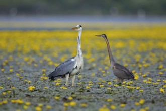 Grey heron (Ardea cinerea) and purple heron (Ardea purpurea) amidst flowering sea pots (Nymphoides
