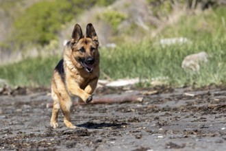 German Shepherd running along the St Lawrence River, Gaspesie Region, Province of Quebec, Canada,