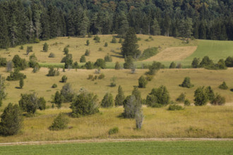 Landscape, nature, trees, meadow, juniper heath, Digelfeld near Hayingen, Swabian Alb,