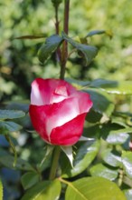 Rose (Rosa), cultivated rose, white and red blossom, green leaves, garden, flowers, plants,