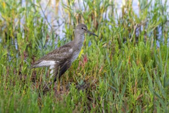 Injured common redshank (Tringa totanus) juvenile with broken wing hidden in glasswort vegetation