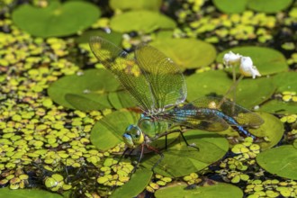 Emperor dragonfly, blue emperor (Anax imperator, Anax formosa) female with blue abdomen laying eggs