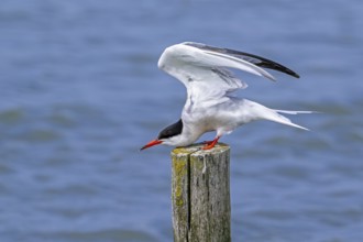 Common tern (Sterna hirundo) adult in breeding plumage perched on wooden pole and stretching wings