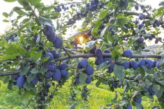Plum tree in summer with ripe fruit and radiant sun star