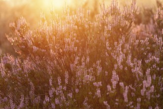Bell heather (Erica tetralix) in the Lüneburg Heath in the yellow-red morning light at sunrise