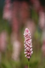 Snail knotweed (Bistorta affinis), Emsland, Lower Saxony, Germany