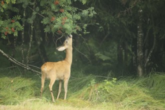 Roe deer (Capreolus capreolus) doe nibbling leaves and red berries of rowan (Sorbus aucuparia)