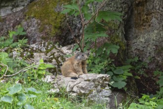Adult marmot on the alpine meadow in front of the burrow on the Königsbachalm near Berchtesgaden