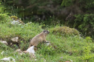 Young marmot on the alpine meadow in front of the burrow on the Königsbachalm near Berchtesgaden