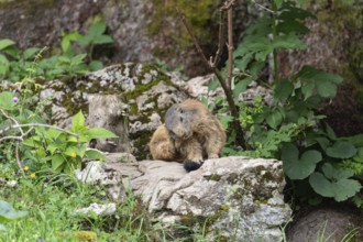 Adult marmot cleaning on the Königsbachalm near Berchtesgaden