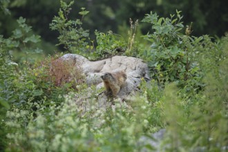 Marmot on the alpine meadow in front of the den on the Königsbachalm near Berchtesgaden