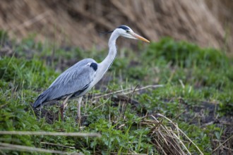 Grey heron (Ardea cinerea) Germany