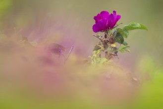 Dog rose (Rosa canina), Ringkøbing Fjord, Denmark
