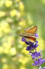Large skipper (Ochlodes venatus), collecting nectar from a flower of Common lavender (Lavandula