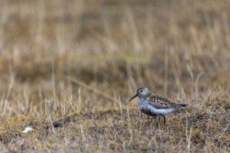 Black-legged stint (Calidris maritima) foraging, Aventdalen, Longyearbyen, Spitsbergen, Svalbard