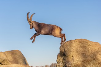 A male ibex (Capra ibex) leaps from rock to rock in the warm evening light. A blue sky can be seen
