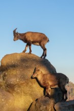 Two female ibex (Capra ibex) stand on a rock in the warm evening light. A blue sky can be seen in
