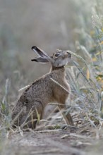 The hare likes it... Brown hare (Lepus europaeus) eats, nibbles from ripe wheat shortly in front of