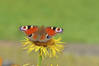 Peacock butterfly (Aglais io), on a yellow flower of a Great Telekie (Telekia speciosa), Wilnsdorf,