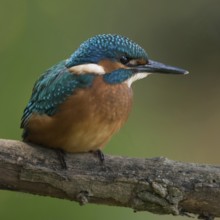Black feet... Kingfisher (Alcedo atthis), young bird, recognisable by the dark foot colour, freshly