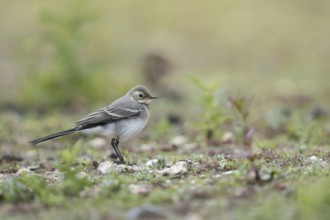 Young bird... White wagtail (Motacilla alba) in typical habitat, on a ruderal area, dry fallow
