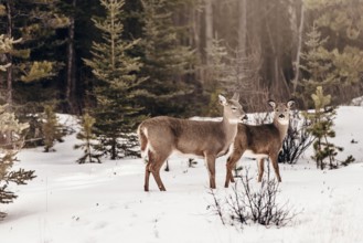 Wildlife on a winter road trip on the Icefields Parkway with lots of snow and ice, Banff National