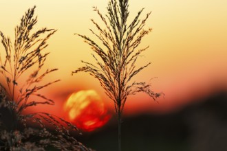 Reed (Phragmites australis), flower panicles in a marshy area, sunset, Saintes-Maries-de-la-Mer,