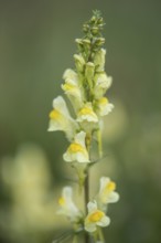 Common toadflax (Linaria vulgaris), Emsland, Lower Saxony, Germany