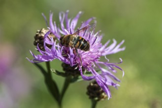 Tapered Dronefly (Eristalis pertinax) in a meadow knapweed (Centaurea jacea), Lower Saxony, Germany