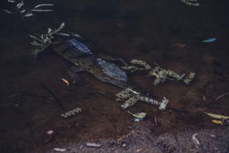 Special light atmosphere with crocodile in the outback in Windjana Gorge National Park in Australia