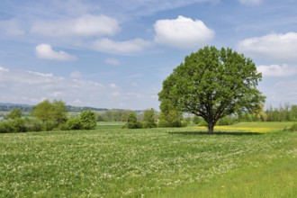 English oak (Quercus robur), leaf budding in front of a blue cloudy sky, Freiamt, Canton Aargau,