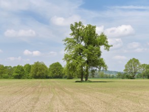 A group of English oaks (Quercus robur), standing in a field during leaf emergence, Siebeneichen