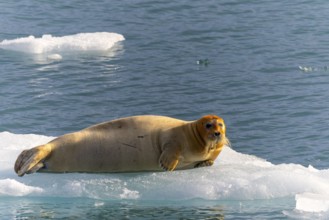 Bearded seal (Erignathus barbatus) on an ice floe, Lillienhöökbreen, Spitsbergen