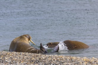 Two walruses (Rosmarus arcticus) in the water, Mammals (Mammalia), Eolusneset, Spitsbergen,